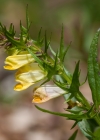 Einzelbild 6 Wiesen-Wachtelweizen - Melampyrum pratense