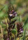 Einzelbild 6 Salzburger Augentrost - Euphrasia salisburgensis