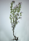 Einzelbild 5 Wiesen-Augentrost - Euphrasia rostkoviana