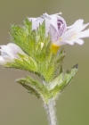 Einzelbild 7 Wiesen-Augentrost - Euphrasia rostkoviana