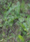 Einzelbild 7 Gelber Zahntrost - Odontites luteus