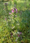 Einzelbild 5 Sumpf-Läusekraut - Pedicularis palustris