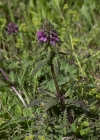 Einzelbild 7 Quirlblättriges Läusekraut - Pedicularis verticillata
