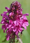 Einzelbild 8 Quirlblättriges Läusekraut - Pedicularis verticillata