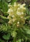 Einzelbild 5 Blattreiches Läusekraut - Pedicularis foliosa
