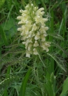 Einzelbild 6 Blattreiches Läusekraut - Pedicularis foliosa