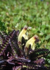 Einzelbild 5 Buntes Läusekraut - Pedicularis oederi
