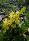 Einzelbild 6 Buntes Läusekraut - Pedicularis oederi