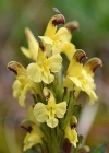 Einzelbild 7 Buntes Läusekraut - Pedicularis oederi