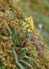 Einzelbild 8 Buntes Läusekraut - Pedicularis oederi