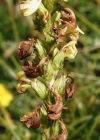 Einzelbild 3 Aufsteigendes Läusekraut - Pedicularis ascendens