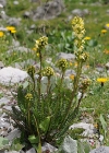 Einzelbild 5 Aufsteigendes Läusekraut - Pedicularis ascendens