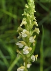 Einzelbild 6 Aufsteigendes Läusekraut - Pedicularis ascendens