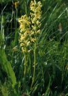 Einzelbild 7 Aufsteigendes Läusekraut - Pedicularis ascendens