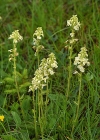 Einzelbild 8 Aufsteigendes Läusekraut - Pedicularis ascendens