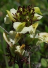 Einzelbild 5 Knolliges Läusekraut - Pedicularis tuberosa