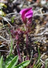 Einzelbild 7 Kerners Läusekraut - Pedicularis kerneri
