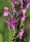 Einzelbild 5 Fleischrotes Läusekraut - Pedicularis rostratospicata subsp. helvetica