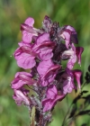 Einzelbild 6 Fleischrotes Läusekraut - Pedicularis rostratospicata subsp. helvetica