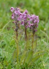 Einzelbild 7 Fleischrotes Läusekraut - Pedicularis rostratospicata subsp. helvetica
