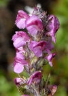 Einzelbild 8 Fleischrotes Läusekraut - Pedicularis rostratospicata subsp. helvetica