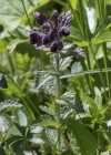 Einzelbild 4 Alpenhelm - Bartsia alpina