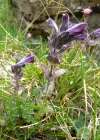 Einzelbild 5 Alpenhelm - Bartsia alpina