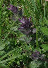 Einzelbild 6 Alpenhelm - Bartsia alpina