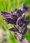 Einzelbild 7 Alpenhelm - Bartsia alpina