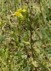 Einzelbild 5 Kleiner Klappertopf - Rhinanthus minor