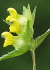 Einzelbild 6 Kleiner Klappertopf - Rhinanthus minor