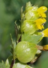 Einzelbild 7 Kleiner Klappertopf - Rhinanthus minor