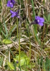 Einzelbild 8 Gemeines Fettblatt - Pinguicula vulgaris