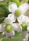 Einzelbild 8 Stechpalme - Ilex aquifolium
