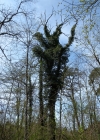 Einzelbild 7 Efeu - Hedera helix