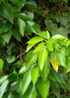 Einzelbild 8 Efeu - Hedera helix