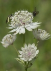 Einzelbild 5 Grosse Sterndolde - Astrantia major