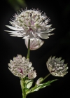 Einzelbild 7 Grosse Sterndolde - Astrantia major