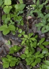 Einzelbild 5 Sanikel - Sanicula europaea