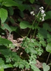 Einzelbild 7 Sanikel - Sanicula europaea