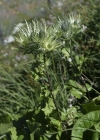 Einzelbild 5 Alpen-Mannstreu - Eryngium alpinum