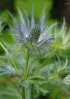 Einzelbild 6 Alpen-Mannstreu - Eryngium alpinum