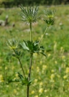 Einzelbild 7 Alpen-Mannstreu - Eryngium alpinum