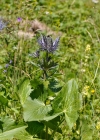 Einzelbild 8 Alpen-Mannstreu - Eryngium alpinum