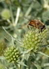 Einzelbild 5 Feld-Mannstreu - Eryngium campestre