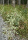 Einzelbild 6 Feld-Mannstreu - Eryngium campestre