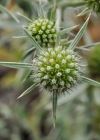 Einzelbild 7 Feld-Mannstreu - Eryngium campestre