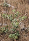 Einzelbild 8 Feld-Mannstreu - Eryngium campestre