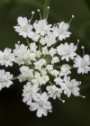 Einzelbild 5 Gewöhnlicher Gebirgs-Kälberkropf - Chaerophyllum hirsutum