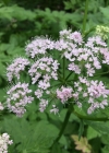 Einzelbild 7 Gewöhnlicher Gebirgs-Kälberkropf - Chaerophyllum hirsutum